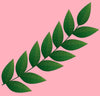 Curry Leaf icon